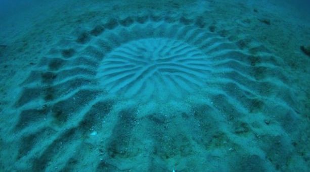 Mysterious Underwater Crop Circles Discovered
