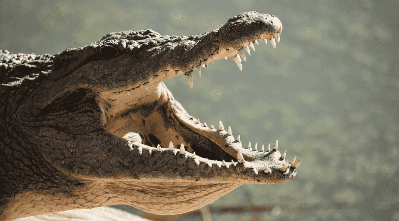 An Epic Set Of ‘Alligator Jaws