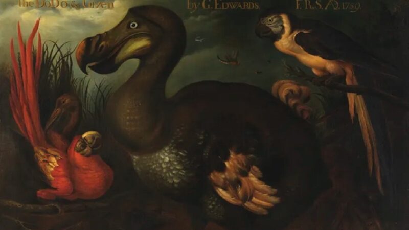 Scientists Say They Can Bring Back The Dodo. Should They?