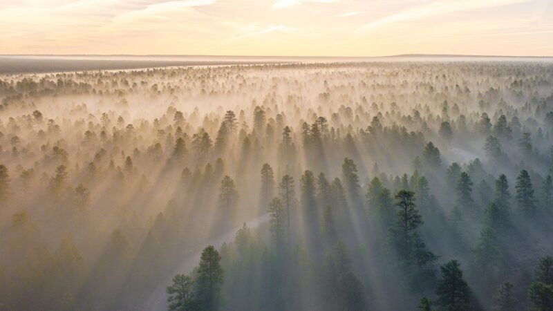 Life On A Reforested Planet: How The World Will Look If We Plant A Trillion Trees