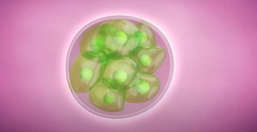 Scientists Grow Human Embryo In Lab Without Sperm, Eggs Or Womb