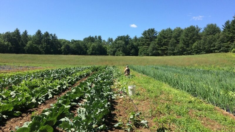 Want To Build A Stronger Community? Start By Supporting Local Farmers