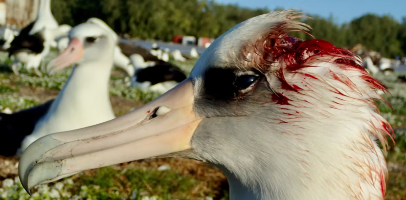 Murderous Mice Attack And Kill Nesting Albatrosses On Midway Atoll