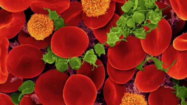 Scientists Find A Surprising Way To Transform A And B Blood Types Into Universal Blood