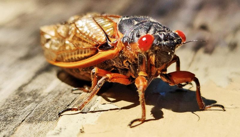 This Year's Cicada Invasion Will Be Double The Trouble