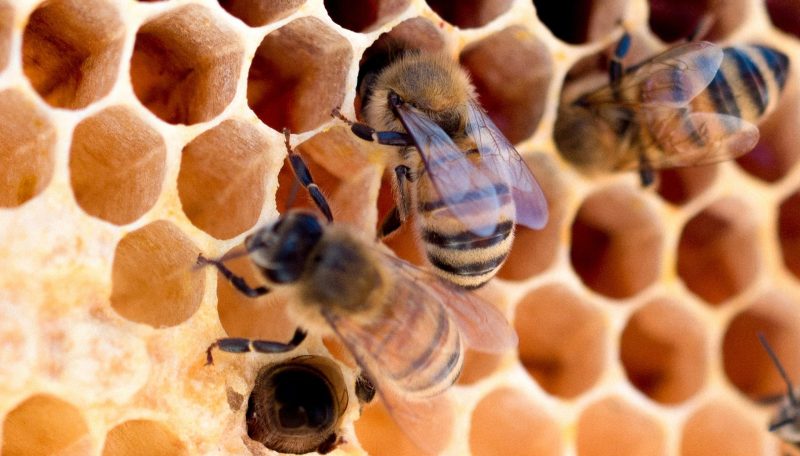 Wild Bees Are Under Threat From Domestic Bees, Invasive Species, Pathogens And Climate Change — But We Can Help