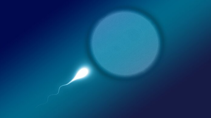 Scientists Just Inched Closer To Lab Made Human Eggs And Sperm