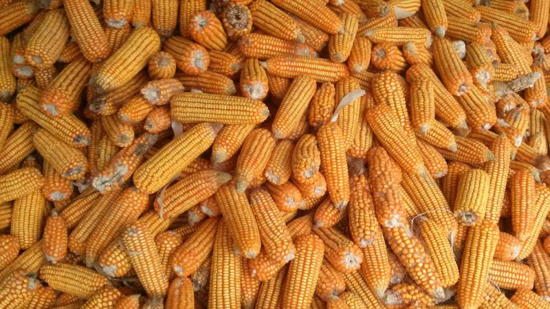 US Farmers Hoard Corn Like It's 1988