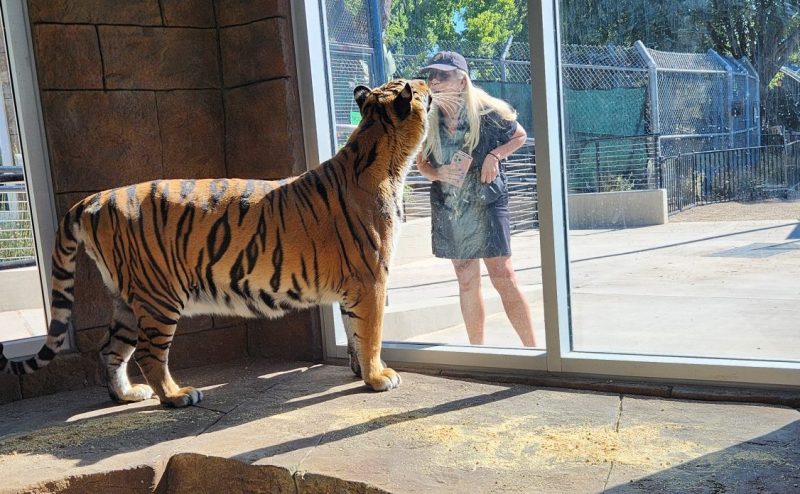 The Teaching Zoo Celebrates The Grand Opening Of New Tiger Exhibit