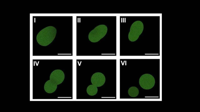 This Synthetic Cell Grows, Copies Its DNA, And Produces Offspring—But It Isn’t Alive