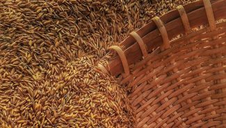 The Cost Of The Grain That Feeds Half The World Just Posted Biggest Monthly Surge Since 2008
